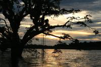 Sonnenuntergang am Cuyabeno-See