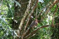 Exotische Vögel im Regenwald
