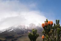 Nationalblume Ecuadors vor dem Cotopaxi