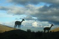 Vicuñas