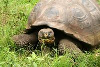 Galápagos-Riesenschildkröte