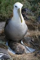 Albatros mit Nachwuchs