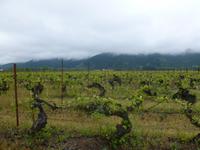 Auf dem Weingut Casa Silva