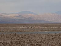 Flamingos am Salzsee