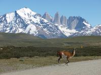 Paine-Massiv mit Guanaco