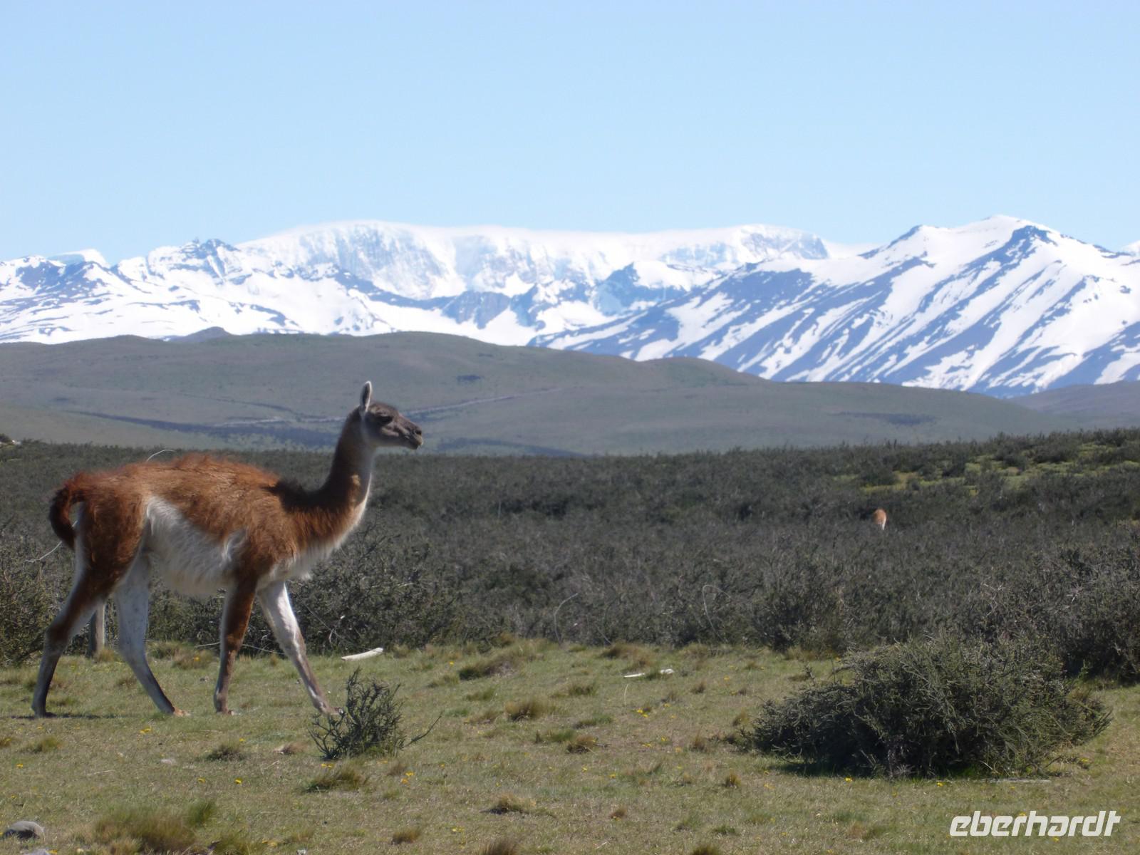 Guanaco im Nationalpark