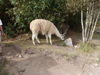 Typisch Peru - das Lama