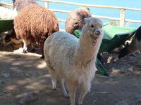 Sonneninsel im Titicaca See