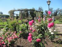 Rosengarten im Prado Park in Montevideo