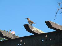 Hornero - Nationalvogel Argentiniens