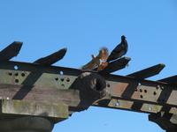 Hornero - Nationalvogel Argentiniens - an seinem Nest