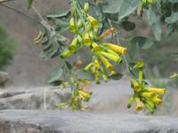 Grün-blauer Nikotinstrauch