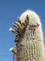 Blühende Kakteen in der Region Jujuy