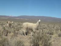 Lamas in Jujuy