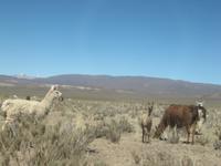 Lamas in Jujuy