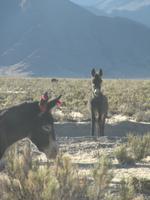 Wildesel in Jujuy