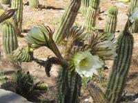 Botanischer Garten Tilcara