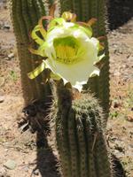 Botanischer Garten Tilcara