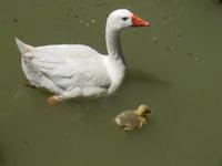 Nachwuchs im San Martin Parque in Salta
