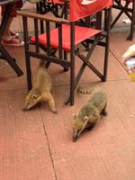 Nasenbären an den Iguazu-Wasserfällen