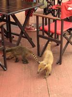 Nasenbären an den Iguazu-Wasserfällen