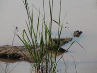 Iguazu - Krokodil auf dem Weg zur Teufelsschlucht