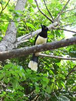 Kappenblaurabe an den Iguazu-Wasserfällen