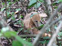 Nasenbär an den Iguazu-Wasserfällen
