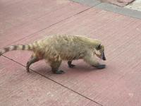 Nasenbär an den Iguazu-Wasserfällen