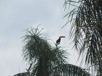 Iguazu - Tucan