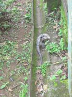 Goldene Teju-Eidechse