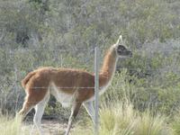 Halbinsel Valdes - Guanaco