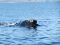 Halbinsel Valdes - Walbeobachtung im Golfo Nuevo