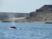 Halbinsel Valdes - Walbeobachtung im Golfo Nuevo