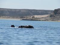 Halbinsel Valdes - Walbeobachtung im Golfo Nuevo