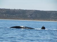 Halbinsel Valdes - Walbeobachtung im Golfo Nuevo