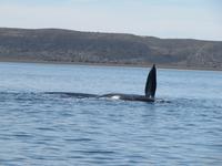 Halbinsel Valdes - Walbeobachtung im Golfo Nuevo