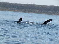 Halbinsel Valdes - Walbeobachtung im Golfo Nuevo