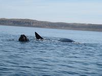 Halbinsel Valdes - Walbeobachtung im Golfo Nuevo