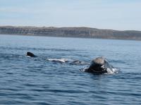 Halbinsel Valdes - Walbeobachtung im Golfo Nuevo