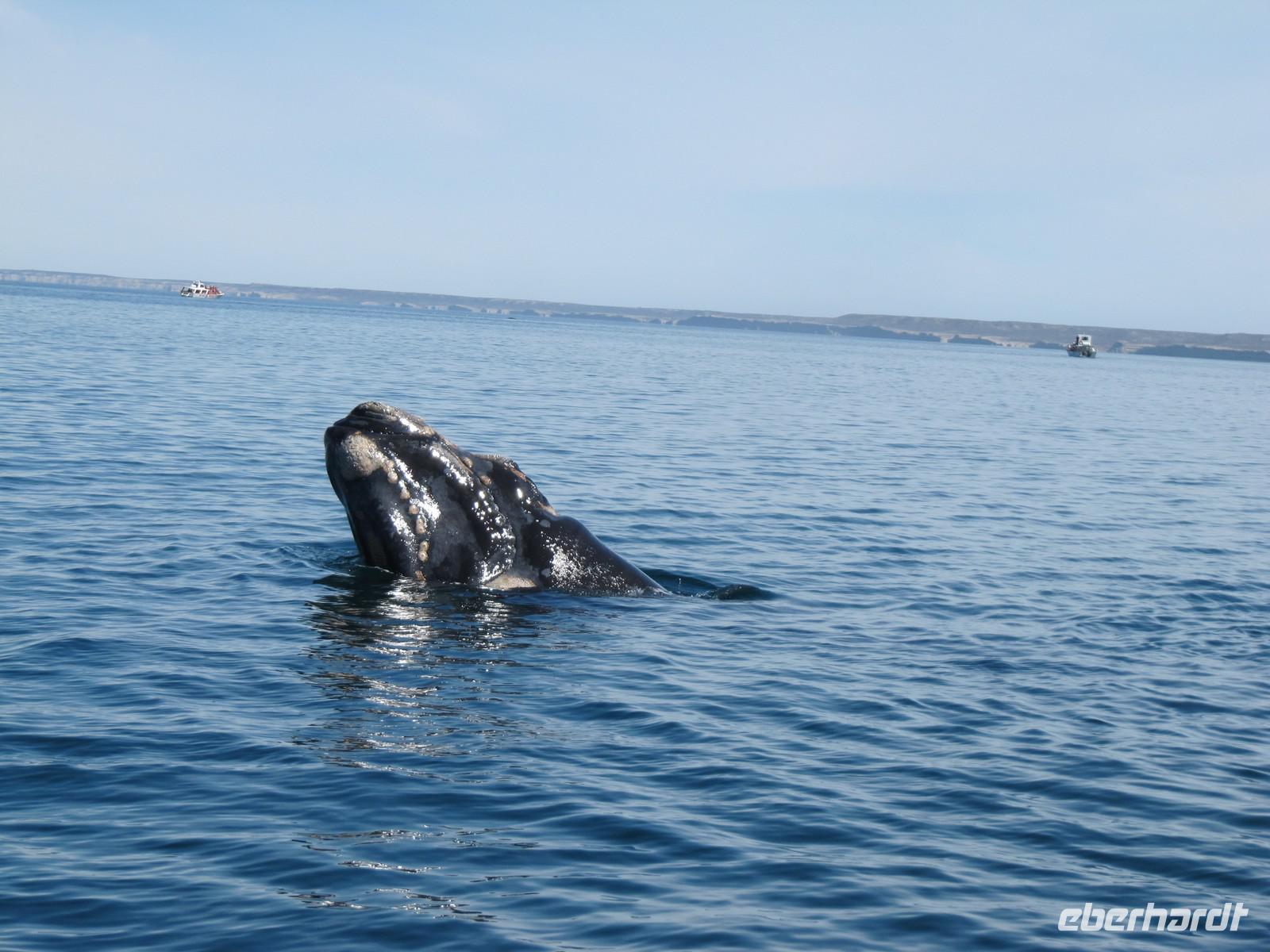 Halbinsel Valdes - Walbeobachtung im Golfo Nuevo
