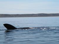 Halbinsel Valdes - Walbeobachtung im Golfo Nuevo