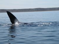 Halbinsel Valdes - Walbeobachtung im Golfo Nuevo