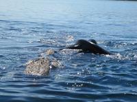 Halbinsel Valdes - Walbeobachtung im Golfo Nuevo