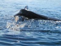 Halbinsel Valdes - Walbeobachtung im Golfo Nuevo