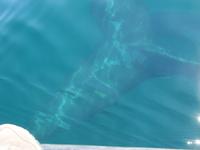 Halbinsel Valdes - Walbeobachtung im Golfo Nuevo