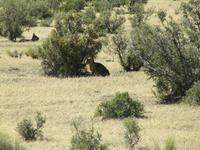 Halbinsel Valdes - Maras