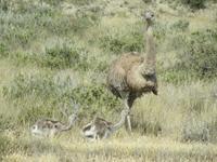 Halbinsel Valdes - Choique-Pap mit seinen Sprösslingen