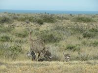 Halbinsel Valdes - Choique-Pap mit seinen Sprösslingen