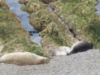 Halbinsel Valdes - See-Elefanten